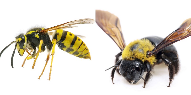 How to Keep Bees and Wasps away from your home?
