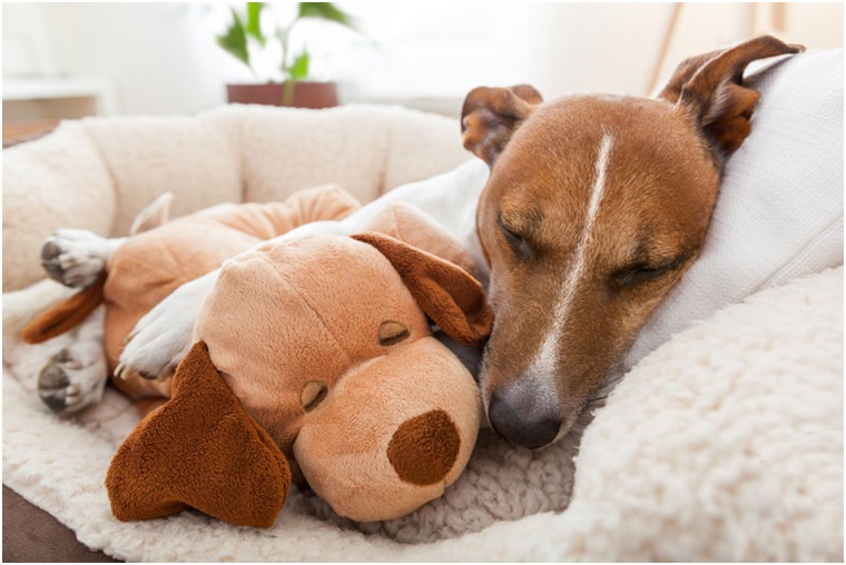 What is the Best Dog Bed for a Small Dog?