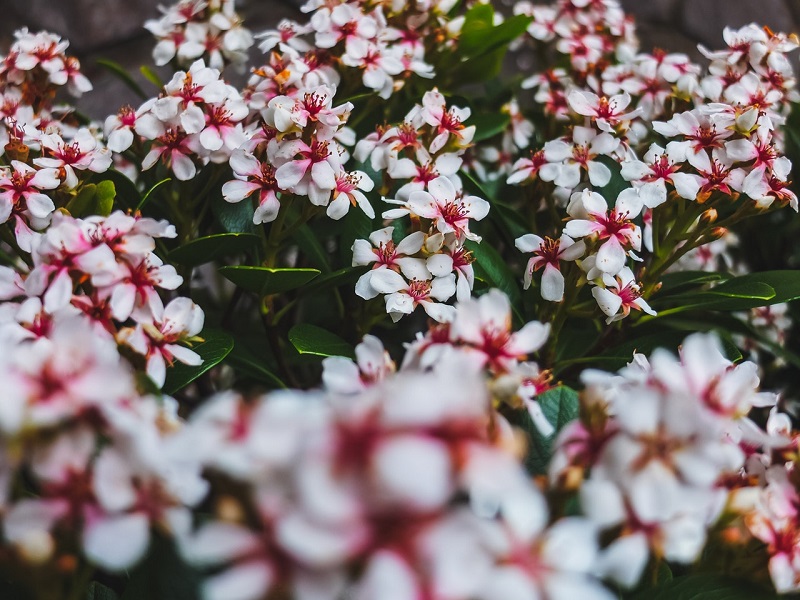 Types Of Jasmine Flowers You Must Know About