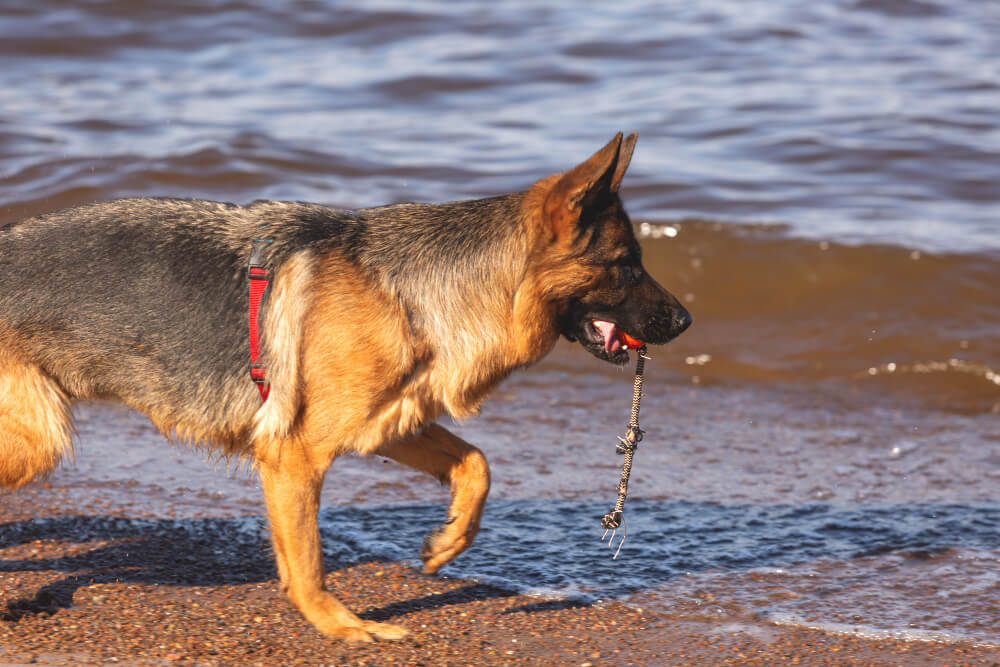 The Sable German Shepherd – Facts & Guide