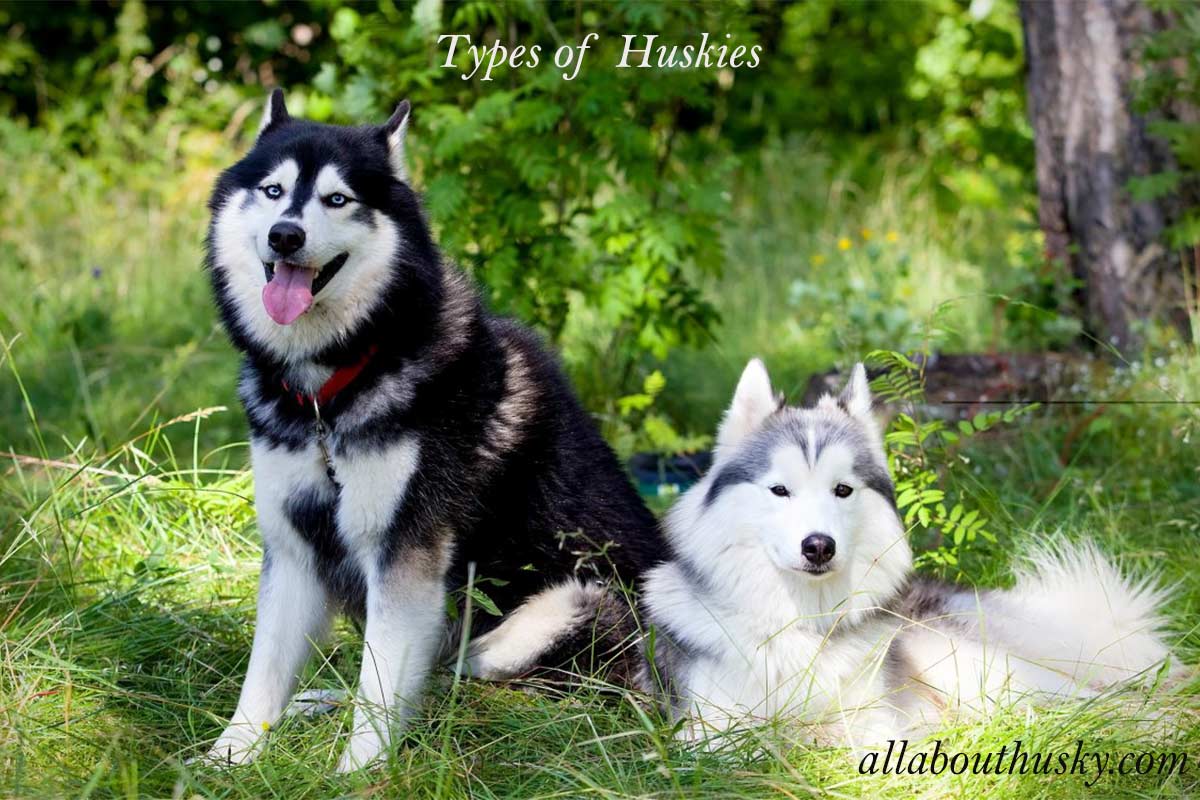 Different types of Huskies