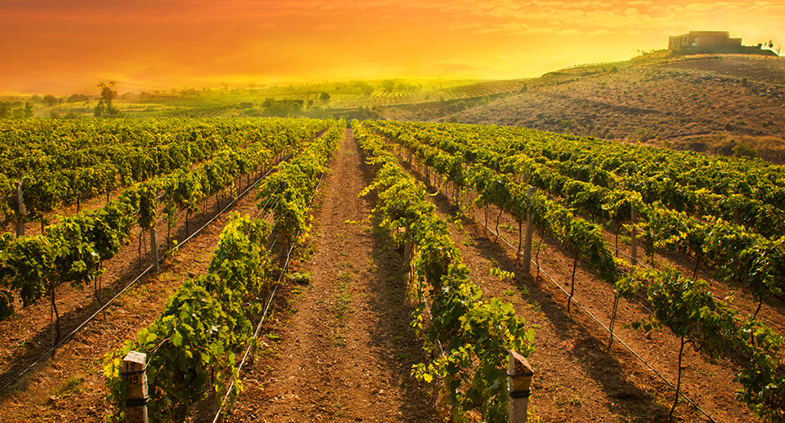 Wine Tasting Bangalore! Hop Into These 7 Best Vineyards Places