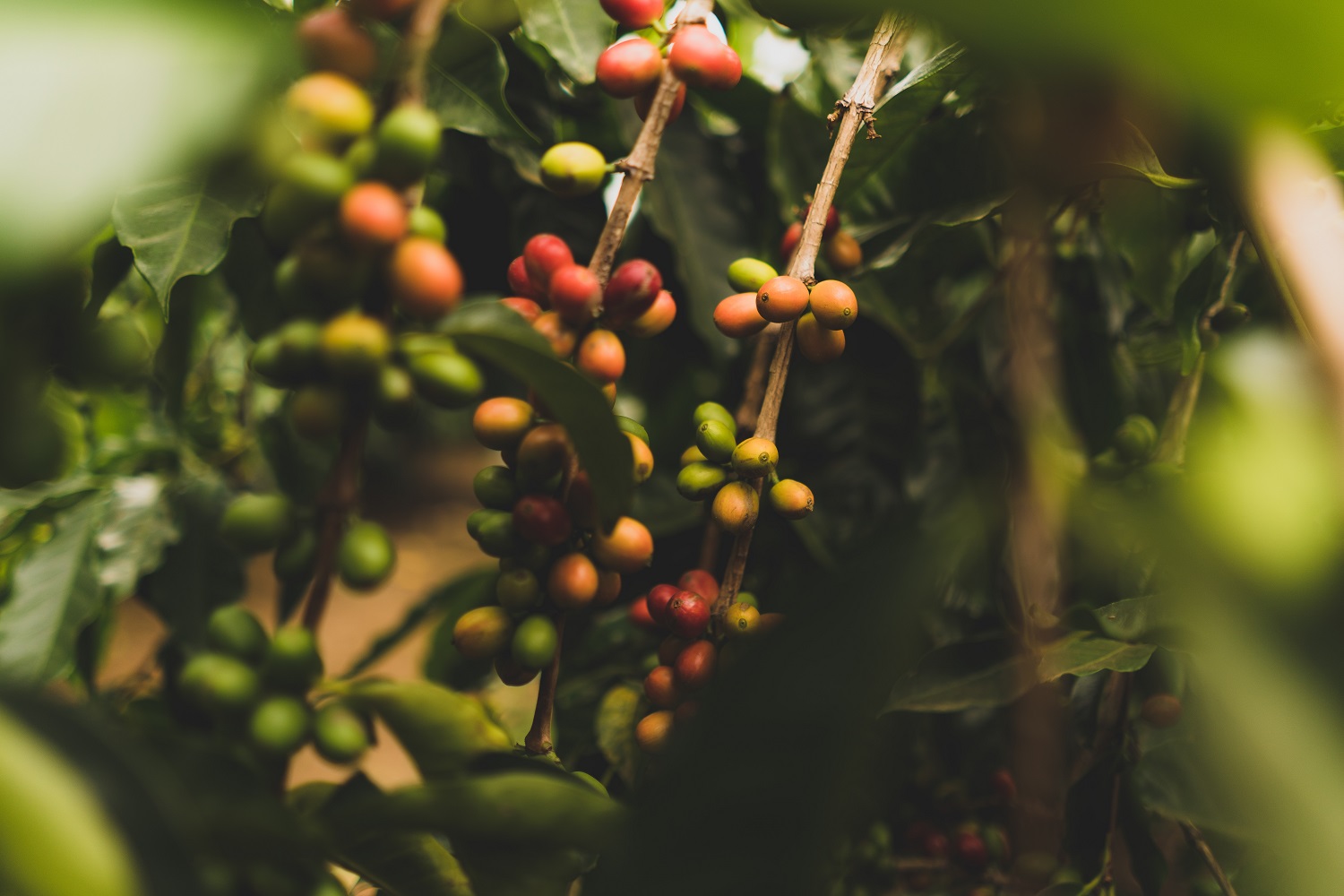 Factors Beyond Price: Select Coffee Beans Wholesale Suppliers Wisely