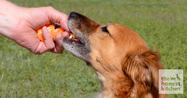 Is It Safe For Dogs To Eat Mandarins Or Clementines