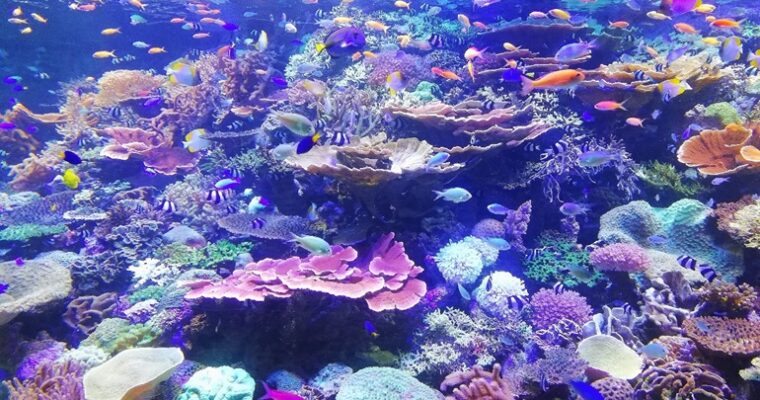 Understanding Different Types of Substrate for Your Aquarium