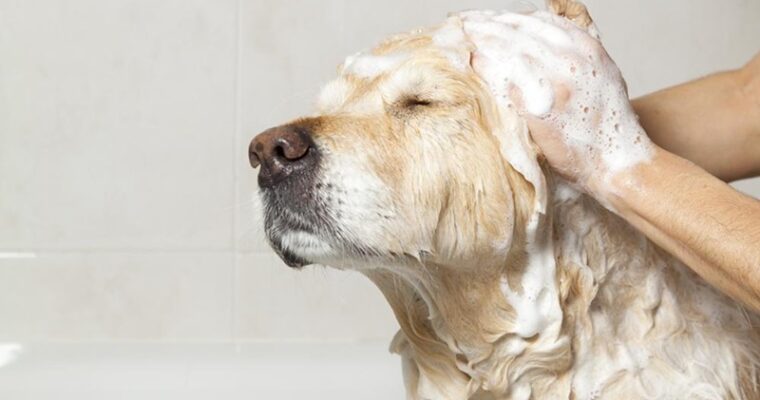 Soothe and Hydrate Your Dog’s Skin with These Shampoos