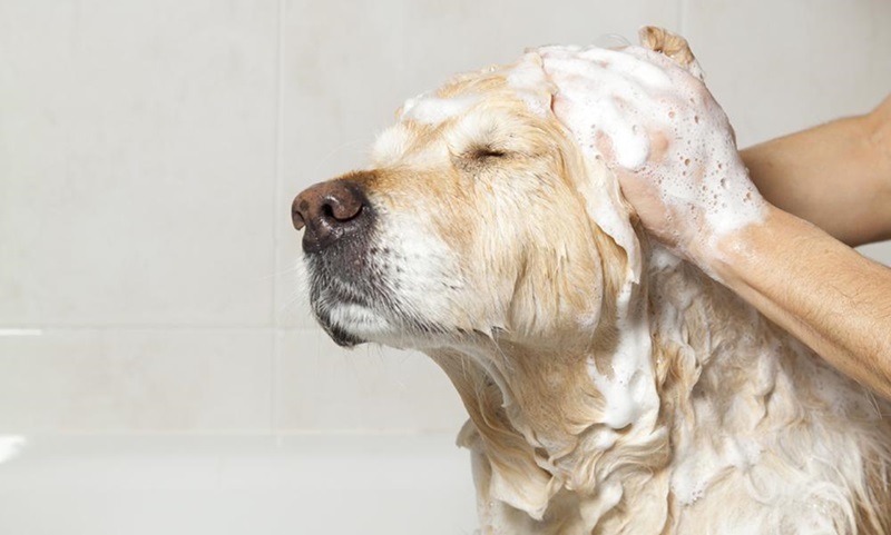 Soothe and Hydrate Your Dog’s Skin with These Shampoos