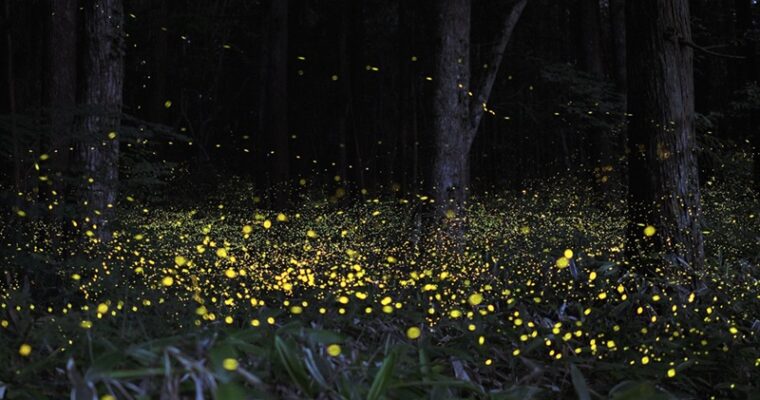 Fireflies Festival Bhandardara: Embracing Nature’s Enchantment