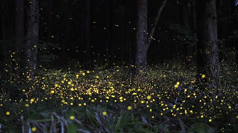 Fireflies Festival Bhandardara: Embracing Nature’s Enchantment